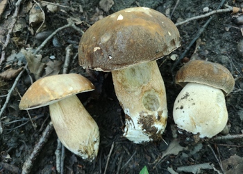 Schwarzhütiger Steinpilz (Boletus aereus) - © Bernard Wieser